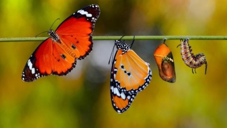 The Life Cycle of Butterflies: From Caterpillar to Monarch