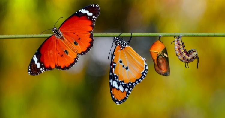 The Life Cycle of Butterflies: From Caterpillar to Monarch