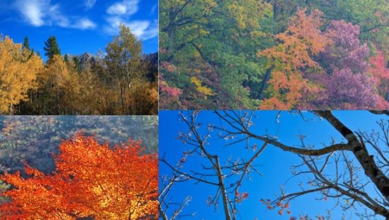 The Seasonal Changes in Forests