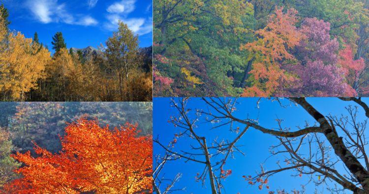 The Seasonal Changes in Forests