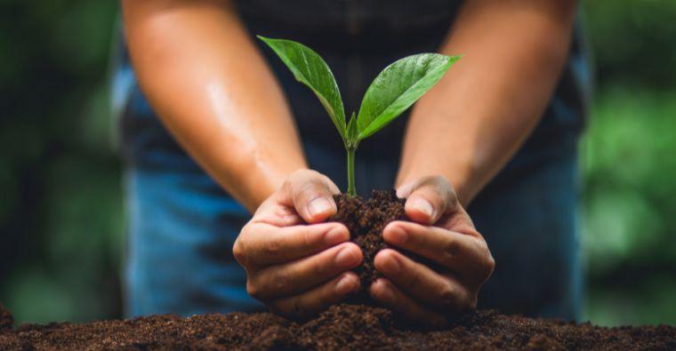 Planting Trees: Tips and Benefits