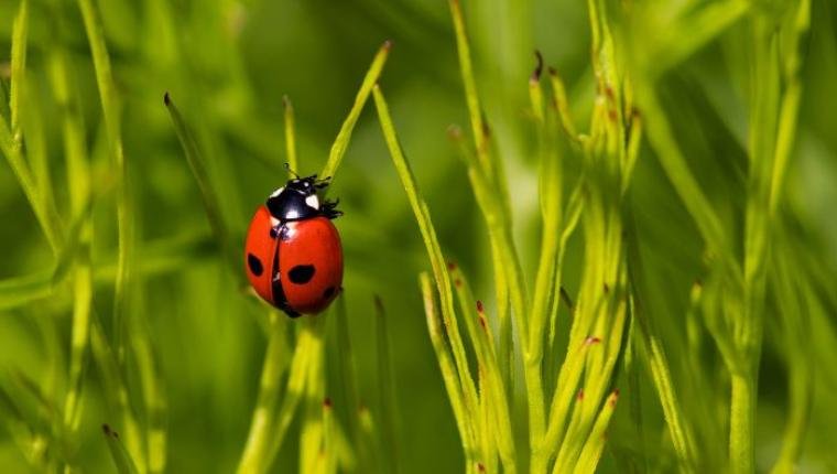 The Secret Life of Ladybugs