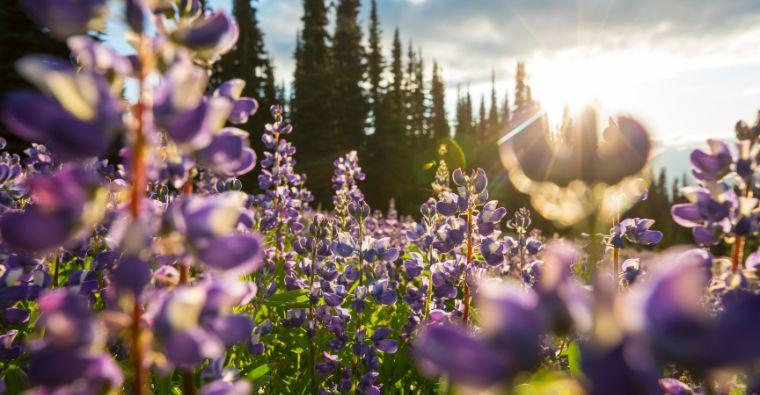 Wildflower Watching: Where and When to Go