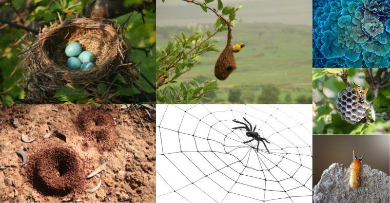 Nature's Architects: Fascinating Structures Built by Animals