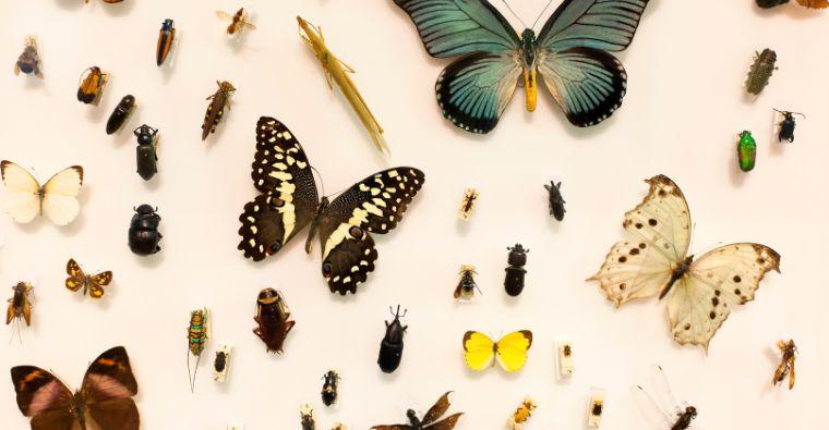 The Fascinating World of Insects