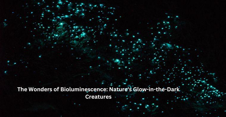 The Wonders of Bioluminescence: Nature's Glow-in-the-Dark Creatures