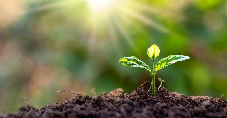 The Relationship Between Soil Health and Plant Growth