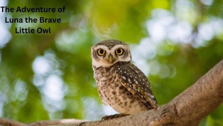 The Adventure of Luna the Brave Little Owl