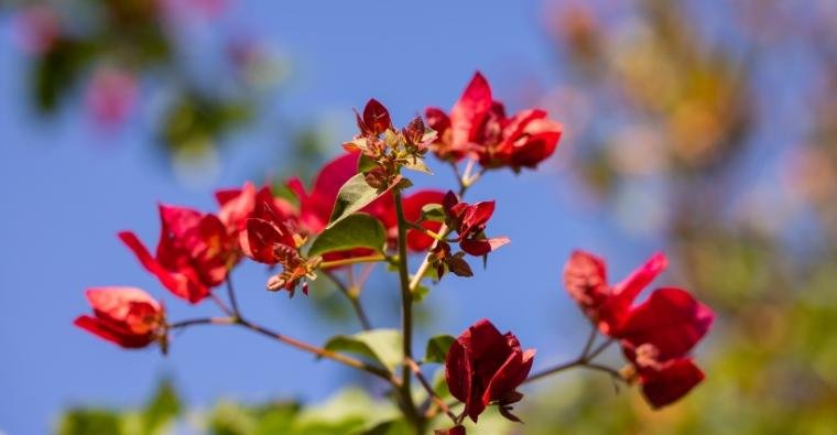 The Beauty and Significance of Flowers in Nature