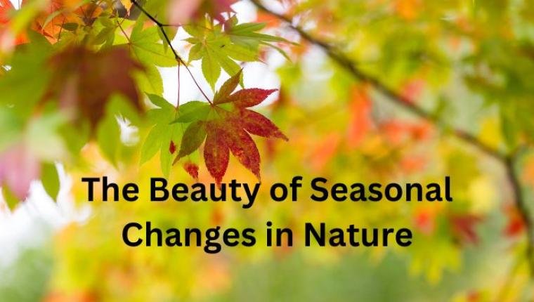 The Beauty of Seasonal Changes in Nature