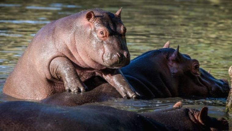 When Do Hippos Play?