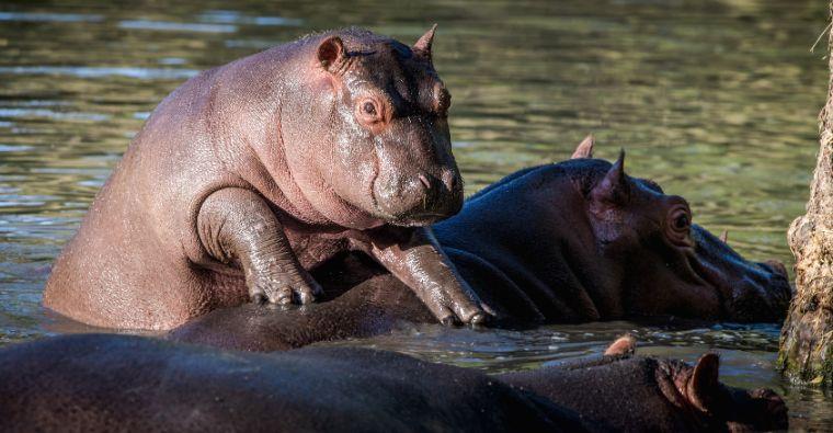 When Do Hippos Play?